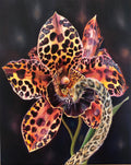 Ose by Pia Dehne oil painting on canvas
